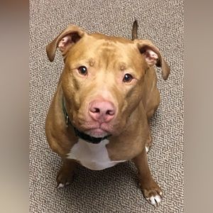 Chase - Best Boy Ever!!!